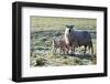 Ewes and Lambs at Springtime on the Mynydd Epynt Range, Powys, Wales, United Kingdom, Europe-Graham Lawrence-Framed Photographic Print