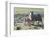 Ewes and Lambs at Springtime on the Mynydd Epynt Range, Powys, Wales, United Kingdom, Europe-Graham Lawrence-Framed Photographic Print