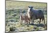 Ewes and Lambs at Springtime on the Mynydd Epynt Range, Powys, Wales, United Kingdom, Europe-Graham Lawrence-Mounted Photographic Print