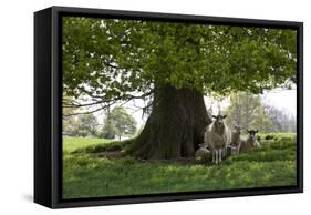 Ewes and Lambs under Shade of Oak Tree, Chipping Campden, Cotswolds, Gloucestershire, England-Stuart Black-Framed Stretched Canvas