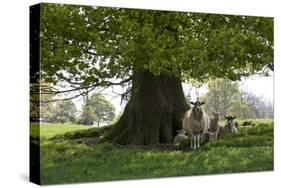 Ewes and Lambs under Shade of Oak Tree, Chipping Campden, Cotswolds, Gloucestershire, England-Stuart Black-Stretched Canvas