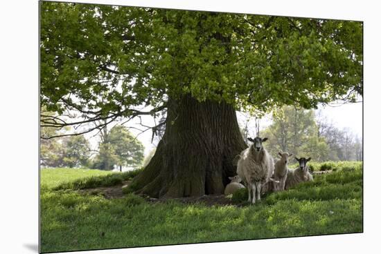 Ewes and Lambs under Shade of Oak Tree, Chipping Campden, Cotswolds, Gloucestershire, England-Stuart Black-Mounted Premium Photographic Print