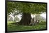 Ewes and Lambs under Shade of Oak Tree, Chipping Campden, Cotswolds, Gloucestershire, England-Stuart Black-Framed Premium Photographic Print