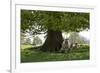 Ewes and Lambs under Shade of Oak Tree, Chipping Campden, Cotswolds, Gloucestershire, England-Stuart Black-Framed Photographic Print