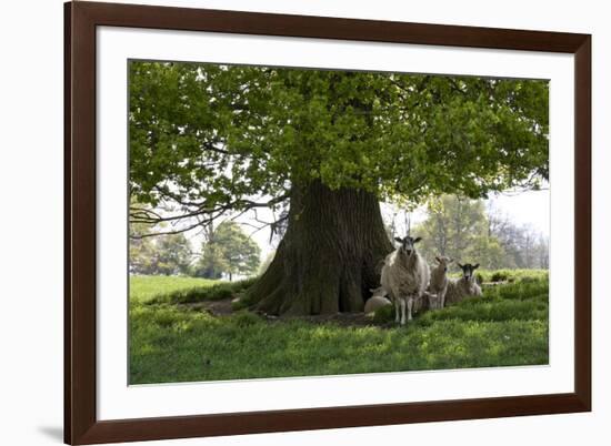 Ewes and Lambs under Shade of Oak Tree, Chipping Campden, Cotswolds, Gloucestershire, England-Stuart Black-Framed Photographic Print