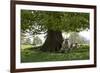 Ewes and Lambs under Shade of Oak Tree, Chipping Campden, Cotswolds, Gloucestershire, England-Stuart Black-Framed Photographic Print