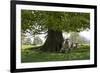 Ewes and Lambs under Shade of Oak Tree, Chipping Campden, Cotswolds, Gloucestershire, England-Stuart Black-Framed Photographic Print