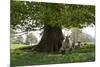 Ewes and Lambs under Shade of Oak Tree, Chipping Campden, Cotswolds, Gloucestershire, England-Stuart Black-Mounted Photographic Print