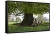 Ewes and Lambs under Shade of Oak Tree, Chipping Campden, Cotswolds, Gloucestershire, England-Stuart Black-Framed Stretched Canvas