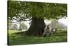 Ewes and Lambs under Shade of Oak Tree, Chipping Campden, Cotswolds, Gloucestershire, England-Stuart Black-Stretched Canvas