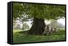 Ewes and Lambs under Shade of Oak Tree, Chipping Campden, Cotswolds, Gloucestershire, England-Stuart Black-Framed Stretched Canvas