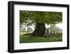 Ewes and Lambs under Shade of Oak Tree, Chipping Campden, Cotswolds, Gloucestershire, England-Stuart Black-Framed Premium Photographic Print