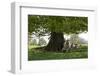 Ewes and Lambs under Shade of Oak Tree, Chipping Campden, Cotswolds, Gloucestershire, England-Stuart Black-Framed Premium Photographic Print