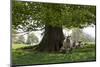 Ewes and Lambs under Shade of Oak Tree, Chipping Campden, Cotswolds, Gloucestershire, England-Stuart Black-Mounted Premium Photographic Print