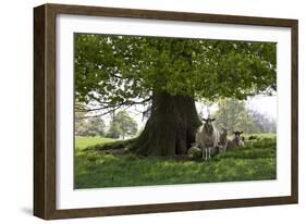 Ewes and Lambs under Shade of Oak Tree, Chipping Campden, Cotswolds, Gloucestershire, England-Stuart Black-Framed Photographic Print