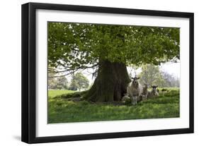 Ewes and Lambs under Shade of Oak Tree, Chipping Campden, Cotswolds, Gloucestershire, England-Stuart Black-Framed Photographic Print