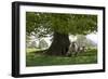 Ewes and Lambs under Shade of Oak Tree, Chipping Campden, Cotswolds, Gloucestershire, England-Stuart Black-Framed Photographic Print