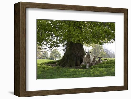 Ewes and Lambs under Shade of Oak Tree, Chipping Campden, Cotswolds, Gloucestershire, England-Stuart Black-Framed Photographic Print