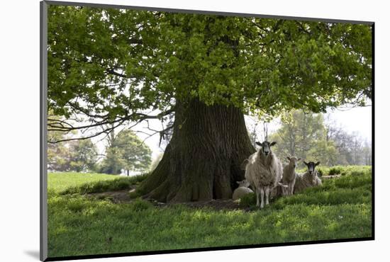 Ewes and Lambs under Shade of Oak Tree, Chipping Campden, Cotswolds, Gloucestershire, England-Stuart Black-Mounted Photographic Print
