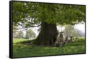 Ewes and Lambs under Shade of Oak Tree, Chipping Campden, Cotswolds, Gloucestershire, England-Stuart Black-Framed Stretched Canvas