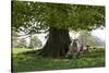 Ewes and Lambs under Shade of Oak Tree, Chipping Campden, Cotswolds, Gloucestershire, England-Stuart Black-Stretched Canvas