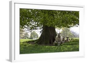 Ewes and Lambs under Shade of Oak Tree, Chipping Campden, Cotswolds, Gloucestershire, England-Stuart Black-Framed Photographic Print