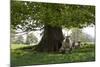 Ewes and Lambs under Shade of Oak Tree, Chipping Campden, Cotswolds, Gloucestershire, England-Stuart Black-Mounted Photographic Print