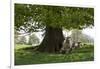 Ewes and Lambs under Shade of Oak Tree, Chipping Campden, Cotswolds, Gloucestershire, England-Stuart Black-Framed Photographic Print