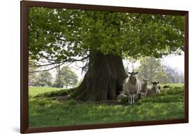 Ewes and Lambs under Shade of Oak Tree, Chipping Campden, Cotswolds, Gloucestershire, England-Stuart Black-Framed Photographic Print