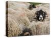 Ewes at Haresceugh Castle, Pennines, Cumbria, England, United Kingdom-James Emmerson-Stretched Canvas