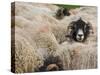 Ewes at Haresceugh Castle, Pennines, Cumbria, England, United Kingdom-James Emmerson-Stretched Canvas