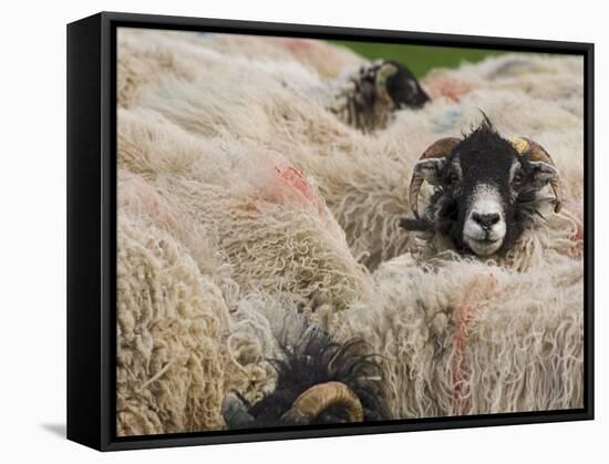 Ewes at Haresceugh Castle, Pennines, Cumbria, England, United Kingdom-James Emmerson-Framed Stretched Canvas