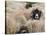 Ewes at Haresceugh Castle, Pennines, Cumbria, England, United Kingdom-James Emmerson-Stretched Canvas