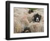 Ewes at Haresceugh Castle, Pennines, Cumbria, England, United Kingdom-James Emmerson-Framed Photographic Print