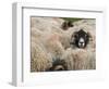 Ewes at Haresceugh Castle, Pennines, Cumbria, England, United Kingdom-James Emmerson-Framed Photographic Print