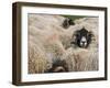 Ewes at Haresceugh Castle, Pennines, Cumbria, England, United Kingdom-James Emmerson-Framed Photographic Print