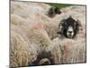 Ewes at Haresceugh Castle, Pennines, Cumbria, England, United Kingdom-James Emmerson-Mounted Photographic Print