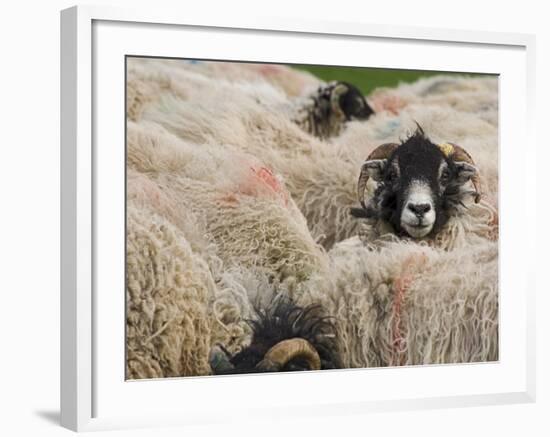 Ewes at Haresceugh Castle, Pennines, Cumbria, England, United Kingdom-James Emmerson-Framed Photographic Print