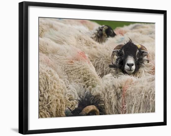 Ewes at Haresceugh Castle, Pennines, Cumbria, England, United Kingdom-James Emmerson-Framed Photographic Print