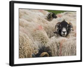 Ewes at Haresceugh Castle, Pennines, Cumbria, England, United Kingdom-James Emmerson-Framed Photographic Print