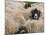 Ewes at Haresceugh Castle, Pennines, Cumbria, England, United Kingdom-James Emmerson-Mounted Photographic Print