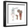 Ewings Sarcoma Locations on the Skeleton-null-Framed Art Print