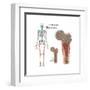 Ewings Sarcoma Locations on the Skeleton-null-Framed Art Print