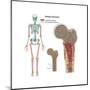 Ewings Sarcoma Locations on the Skeleton-null-Mounted Art Print