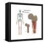 Ewings Sarcoma Locations on the Skeleton-null-Framed Stretched Canvas