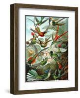 Example from the Family Trochilidae, 'Kunstformen Der Natur', 1899-Ernst Haeckel-Framed Giclee Print