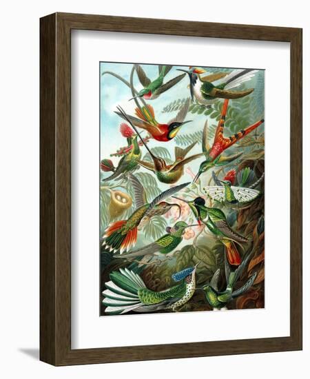 Example from the Family Trochilidae, 'Kunstformen Der Natur', 1899-Ernst Haeckel-Framed Giclee Print