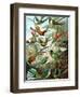 Example from the Family Trochilidae, 'Kunstformen Der Natur', 1899-Ernst Haeckel-Framed Giclee Print