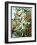 Example from the Family Trochilidae, 'Kunstformen Der Natur', 1899-Ernst Haeckel-Framed Giclee Print