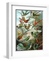 Example from the Family Trochilidae, 'Kunstformen Der Natur', 1899-Ernst Haeckel-Framed Giclee Print